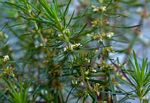 Anthospermum vallicola