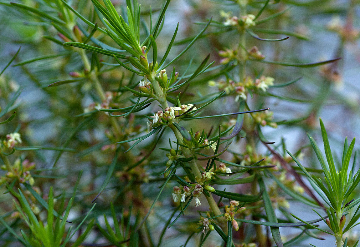 Anthospermum vallicola