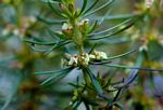 Anthospermum vallicola