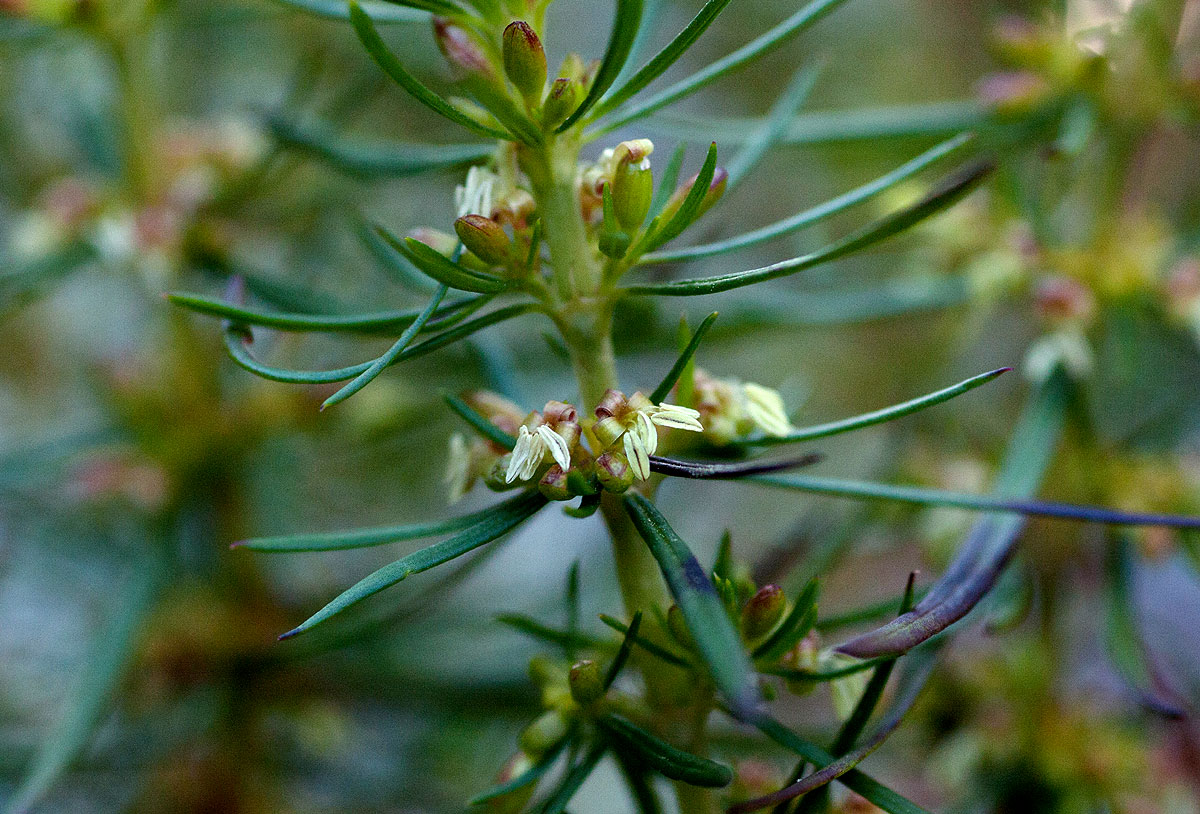 Anthospermum vallicola