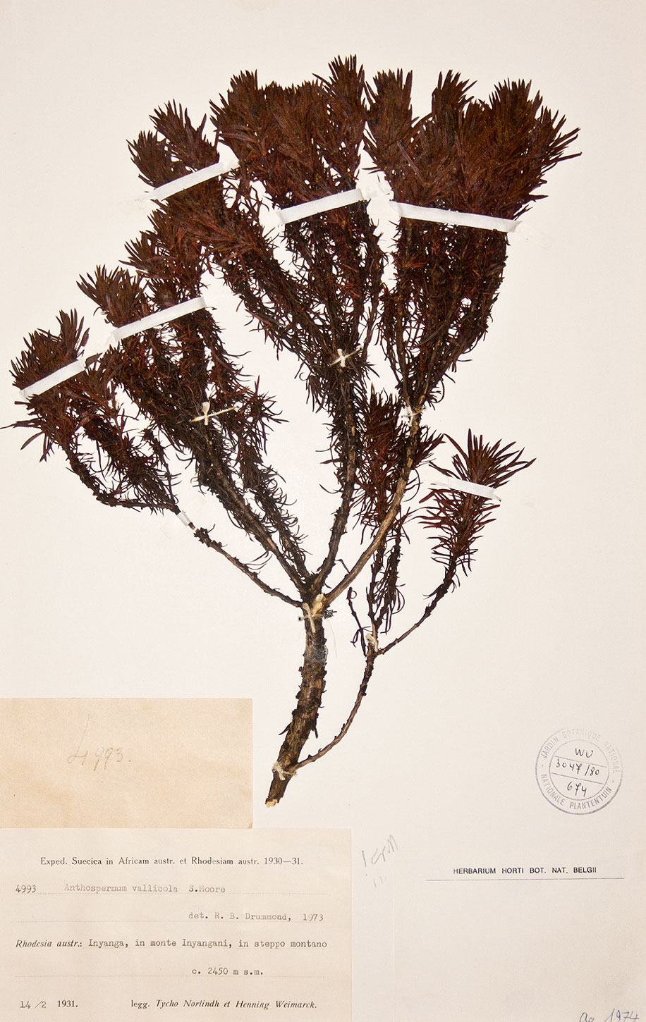Anthospermum vallicola