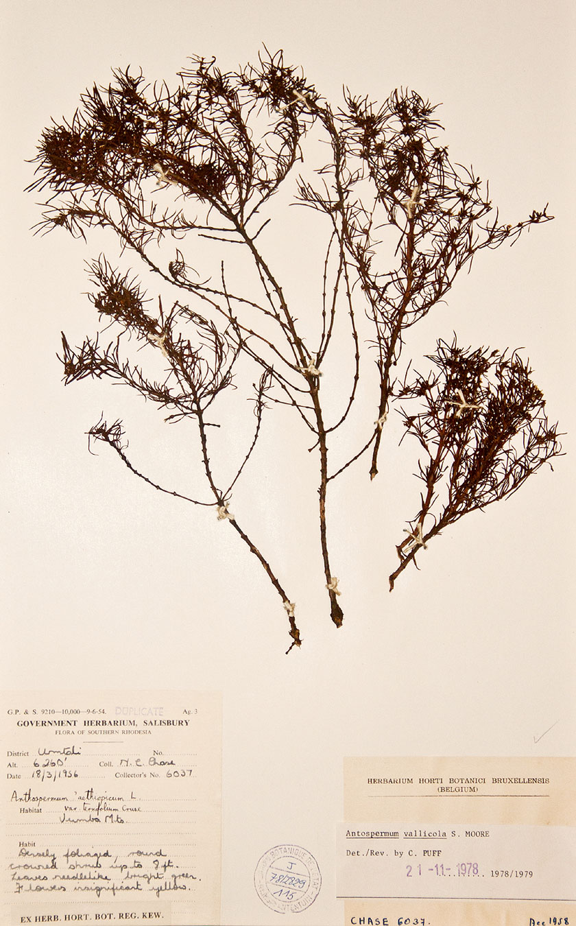 Anthospermum vallicola