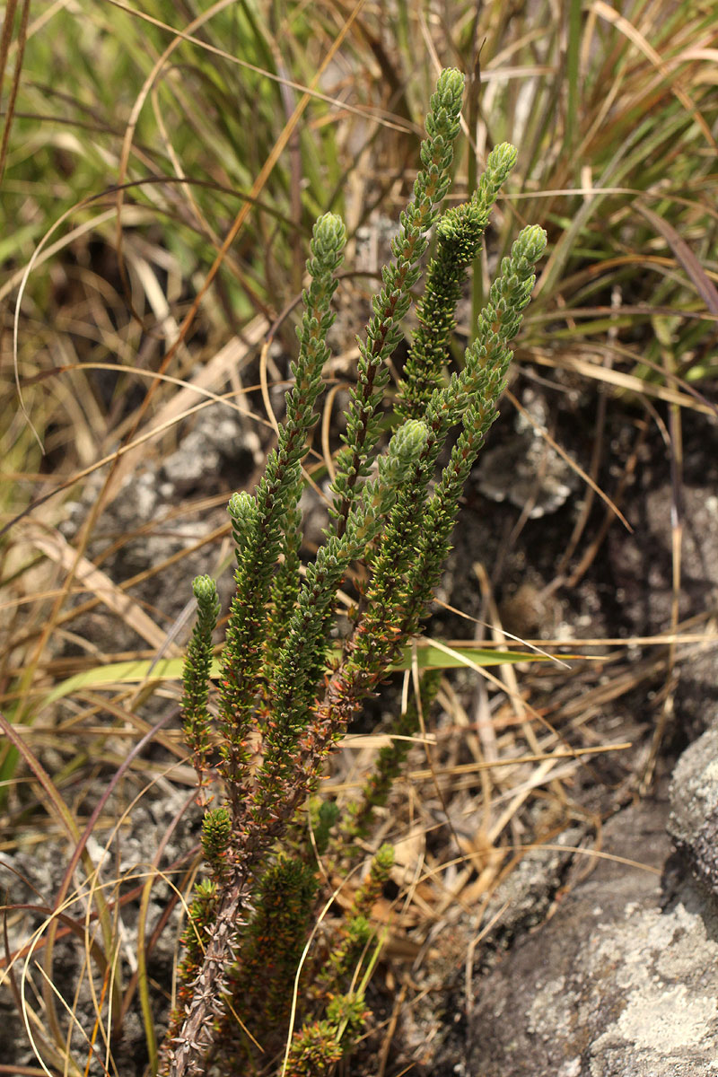 Anthospermum whyteanum
