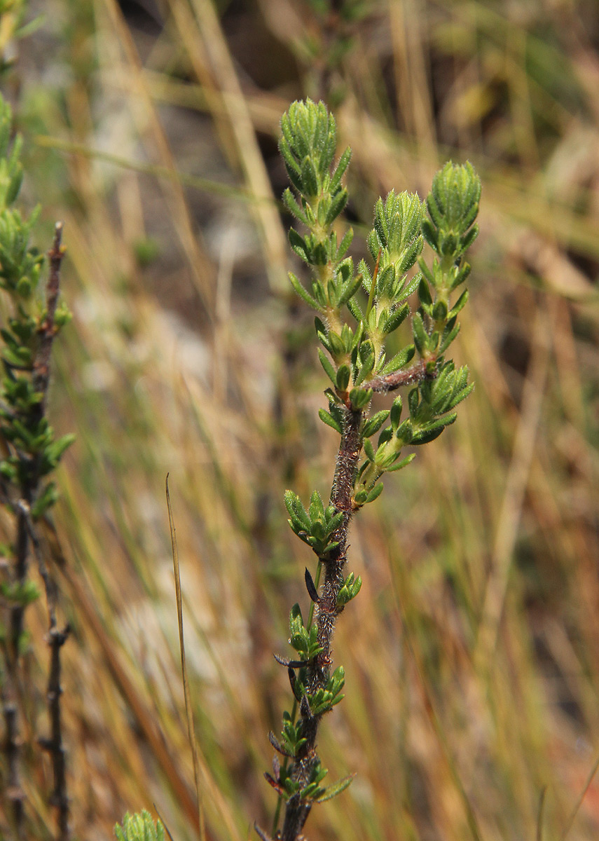 Anthospermum whyteanum