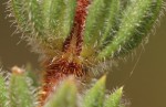 Anthospermum whyteanum