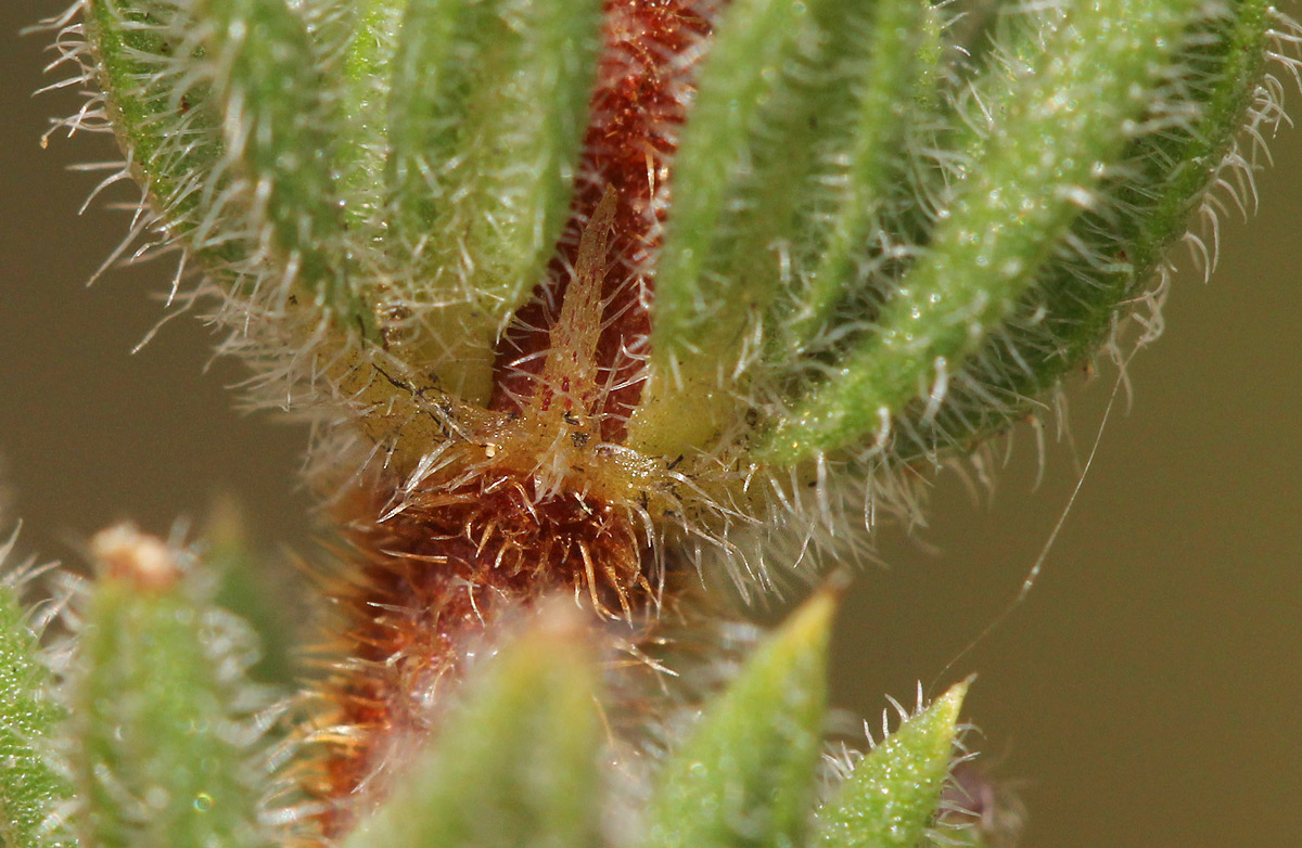 Anthospermum whyteanum