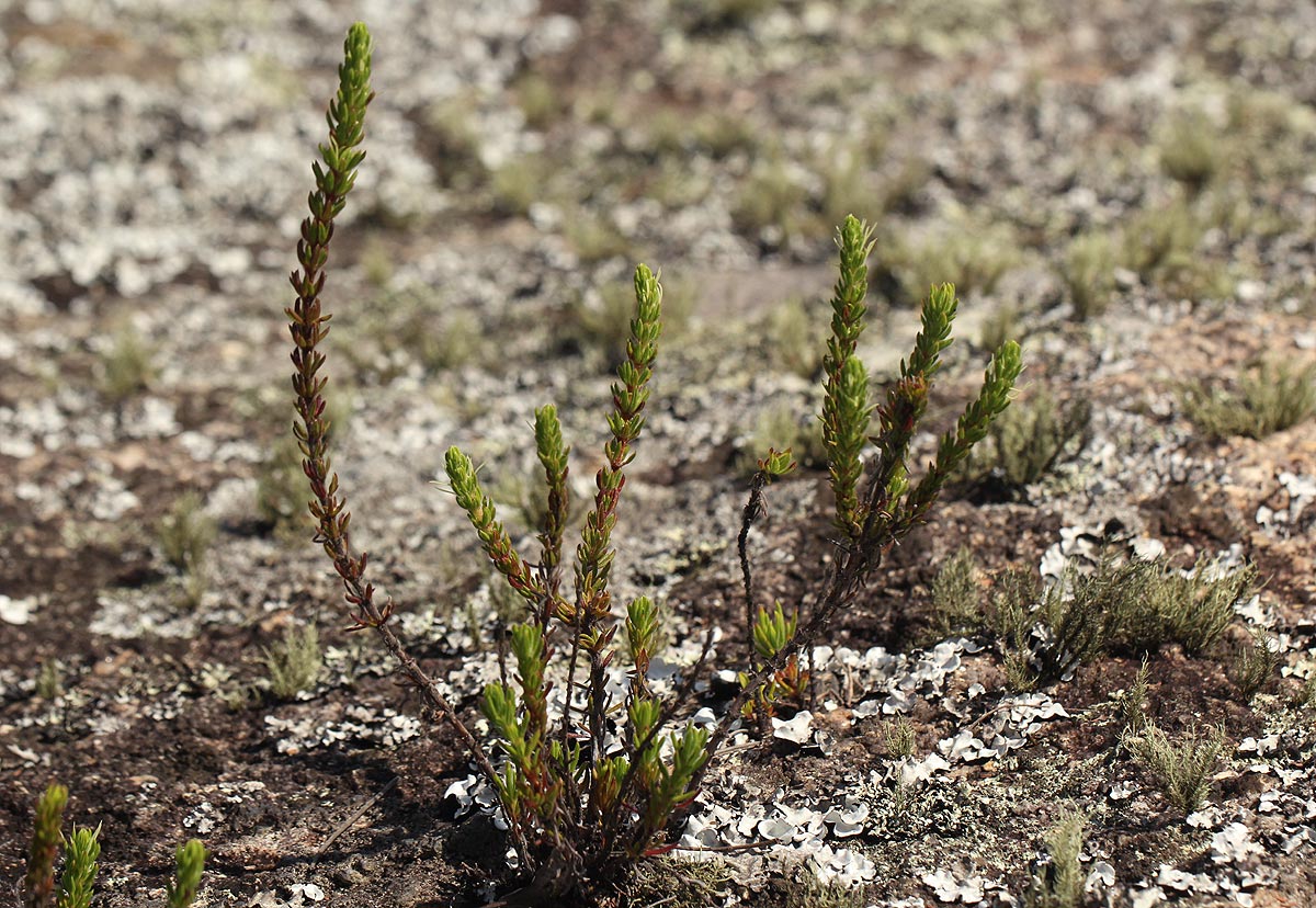 Anthospermum whyteanum