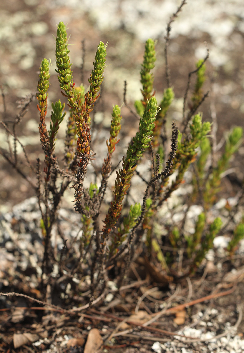Anthospermum whyteanum