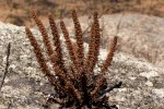 Anthospermum whyteanum