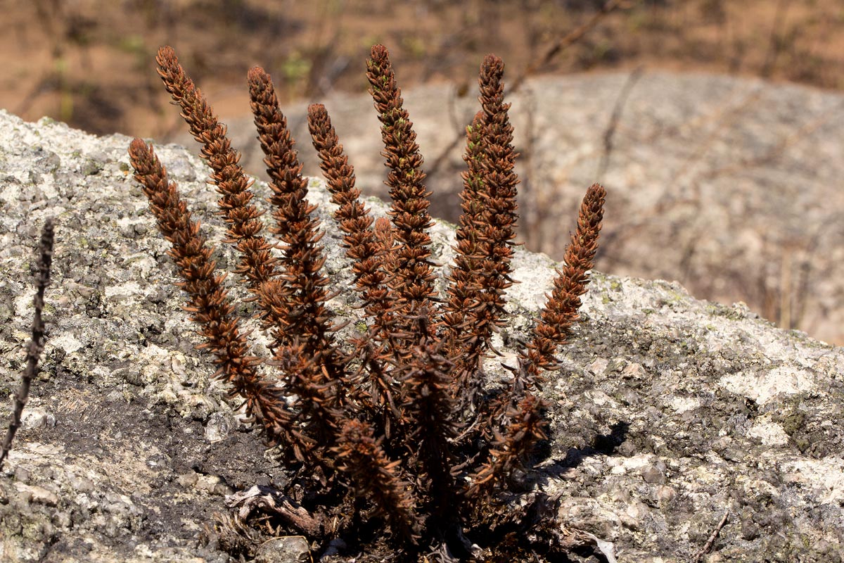 Anthospermum whyteanum