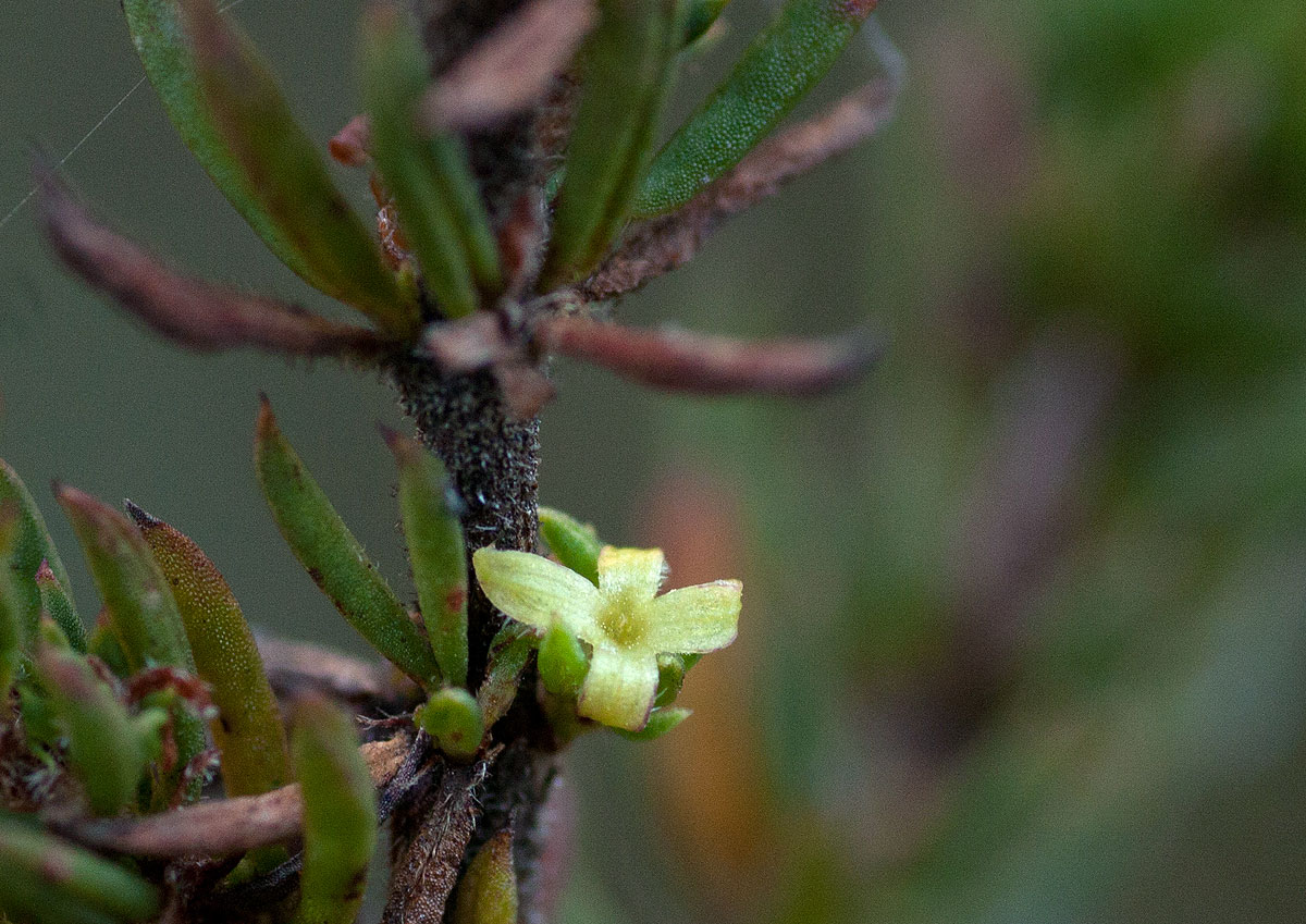 Anthospermum whyteanum
