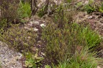 Anthospermum whyteanum