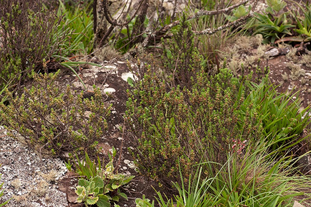 Anthospermum whyteanum
