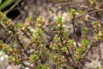 Anthospermum whyteanum