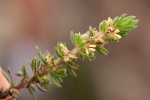 Anthospermum whyteanum