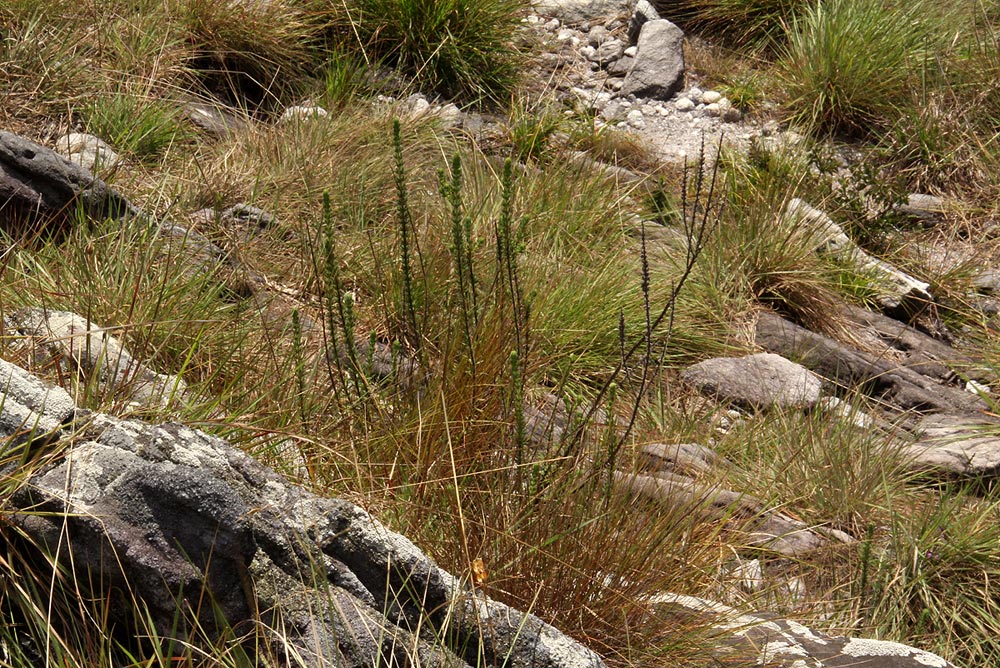 Anthospermum whyteanum