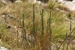 Anthospermum whyteanum