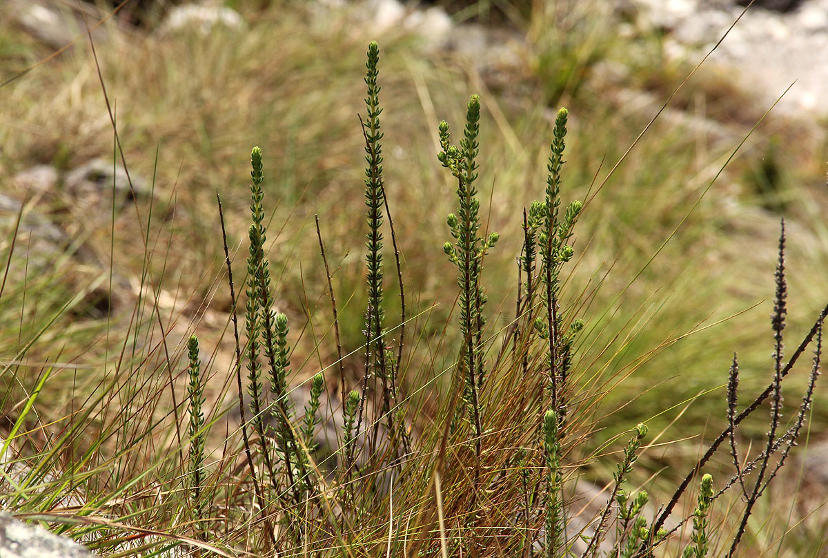 Anthospermum whyteanum