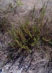 Anthospermum zimbabwense