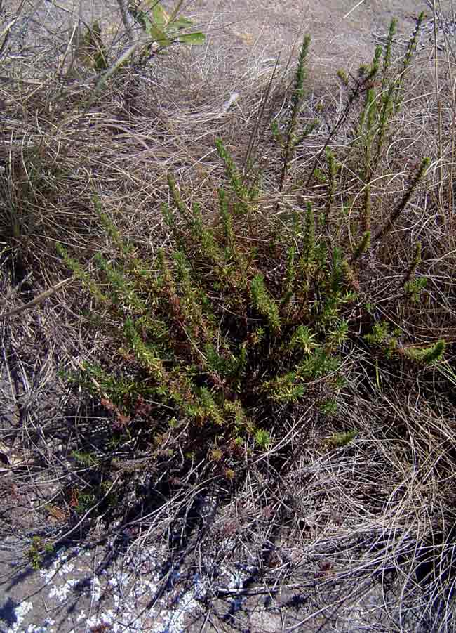 Anthospermum zimbabwense