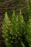 Anthospermum zimbabwense