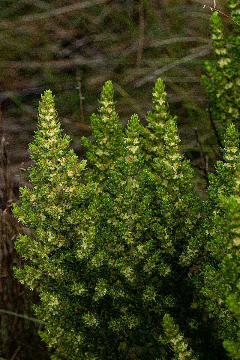 Anthospermum zimbabwense