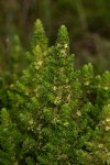 Anthospermum zimbabwense