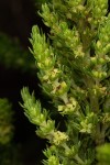 Anthospermum zimbabwense