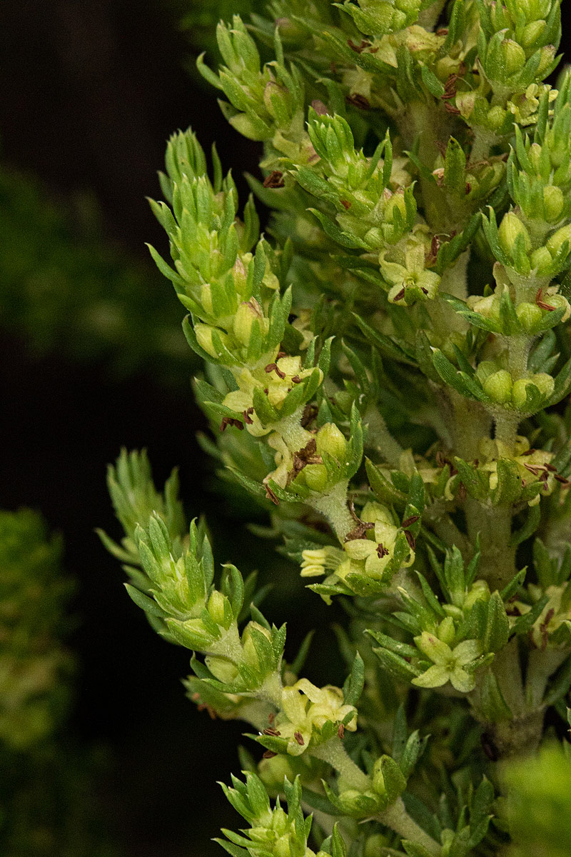 Anthospermum zimbabwense
