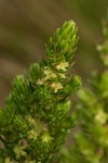 Anthospermum zimbabwense