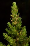 Anthospermum zimbabwense