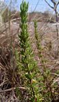 Anthospermum zimbabwense