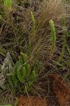 Anthospermum zimbabwense