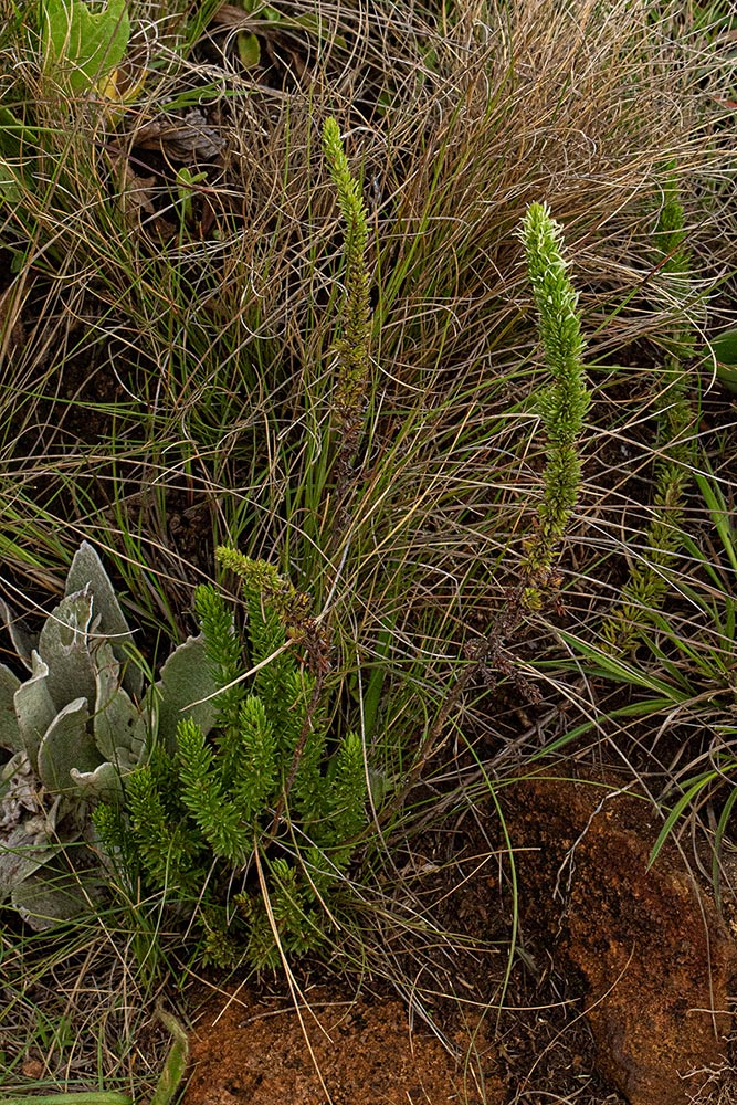 Anthospermum zimbabwense