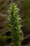 Anthospermum zimbabwense