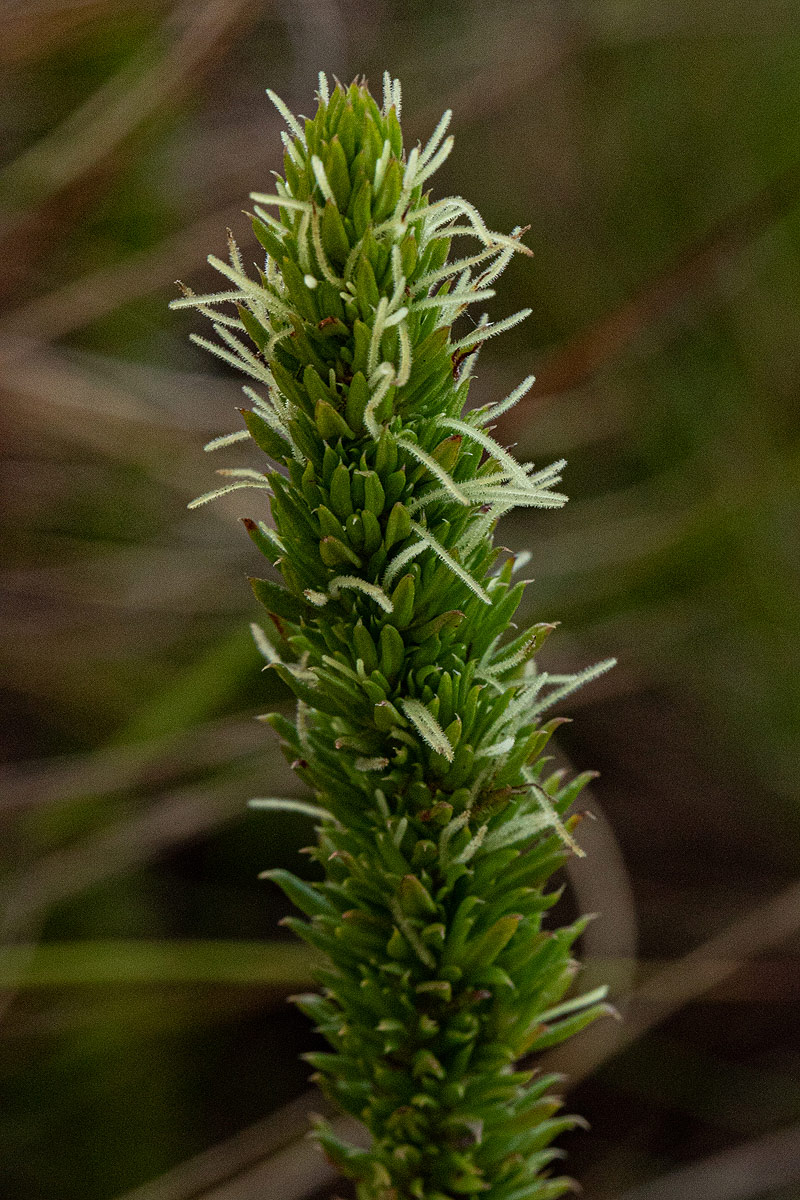 Anthospermum zimbabwense