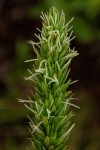Anthospermum zimbabwense