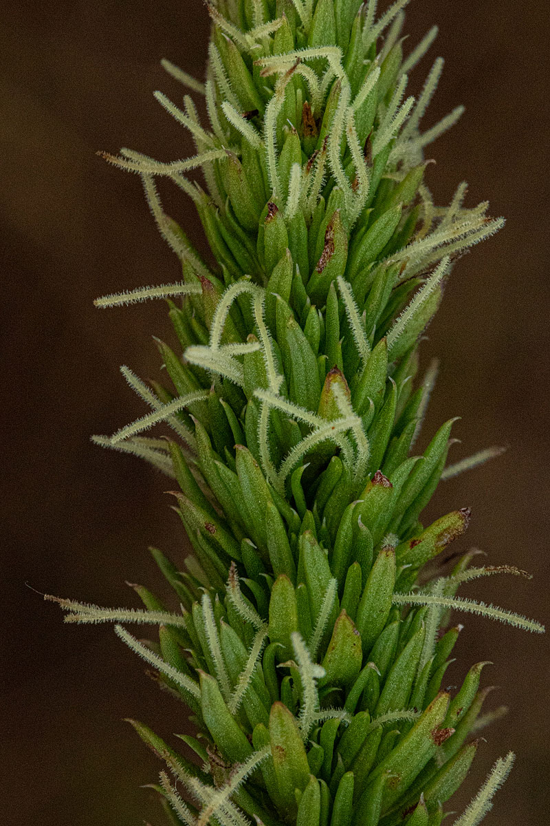 Anthospermum zimbabwense