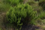 Anthospermum zimbabwense