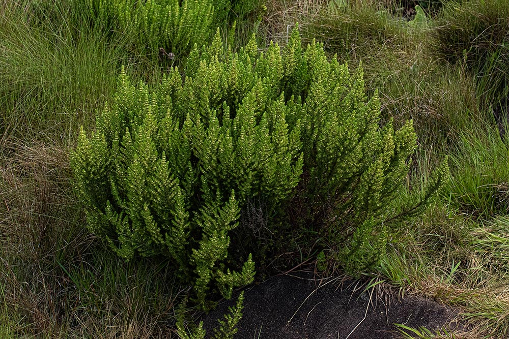 Anthospermum zimbabwense