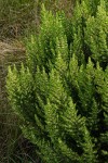 Anthospermum zimbabwense