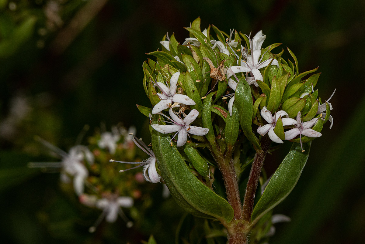 Otiophora inyangana subsp. inyangana