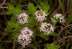 Otiophora inyangana subsp. inyangana