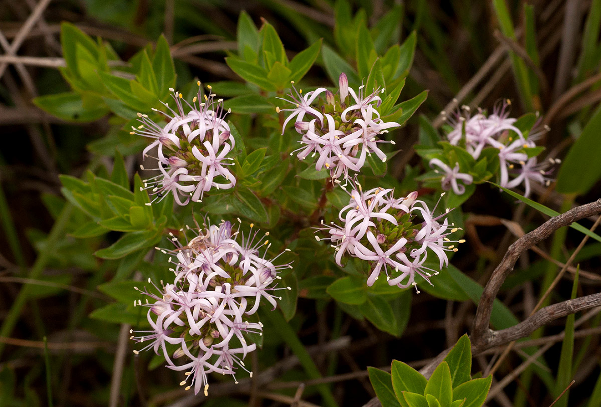 Otiophora inyangana subsp. inyangana