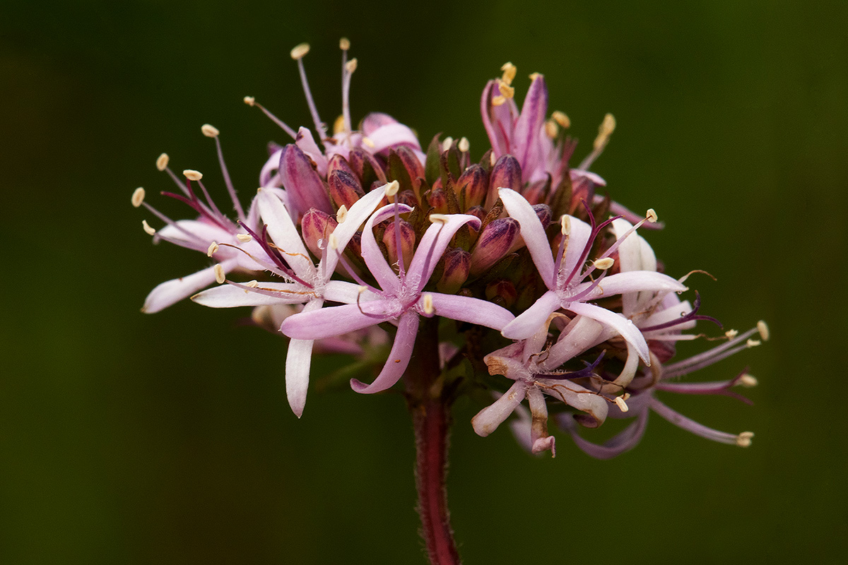 Otiophora inyangana subsp. inyangana