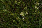 Otiophora inyangana subsp. inyangana
