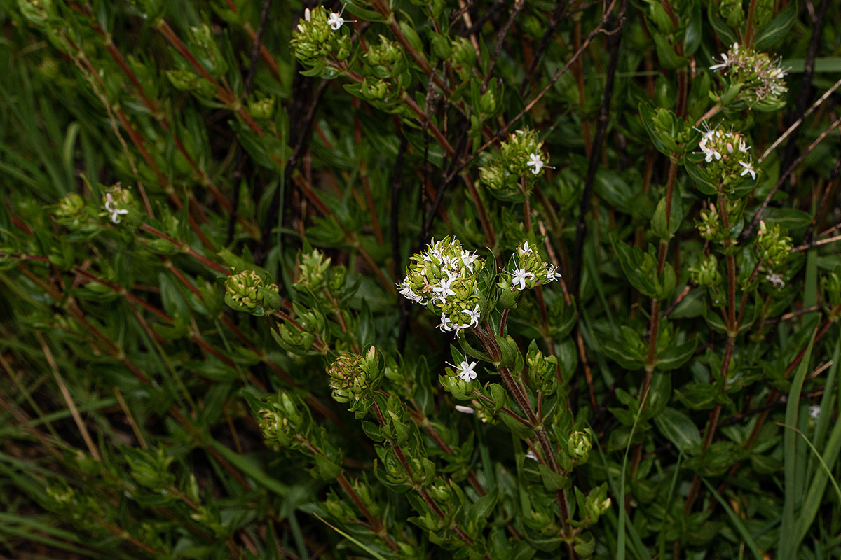 Otiophora inyangana subsp. inyangana