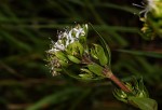 Otiophora inyangana subsp. inyangana