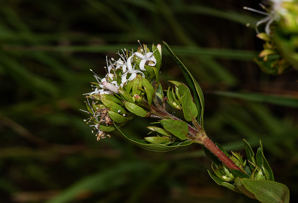 Otiophora inyangana subsp. inyangana