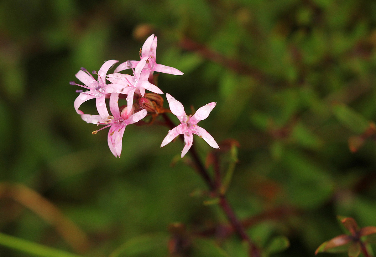 Otiophora inyangana subsp. parvifolia